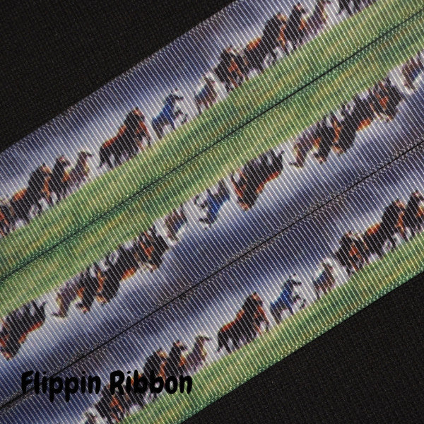 horse ribbon